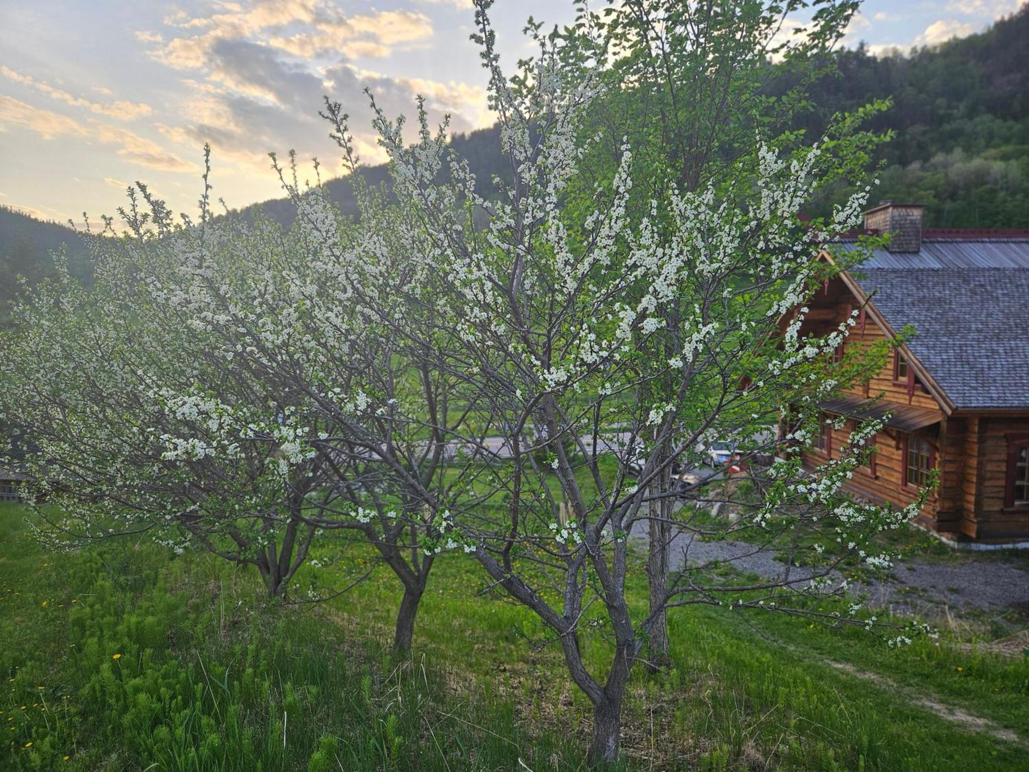 Le Repaire Viking Bed & Breakfast Sainte-Rose-du-Nord Ngoại thất bức ảnh